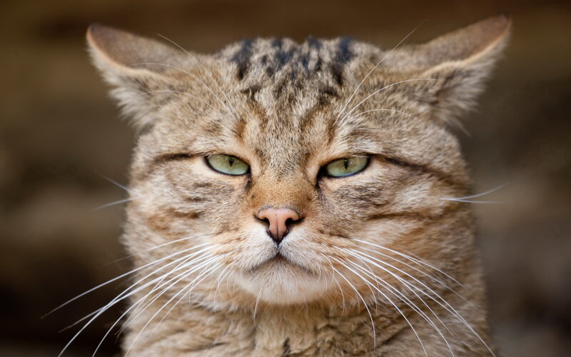 Tabby Cat Face — Brown, Neutral