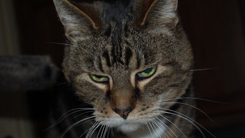 Tabby Cat Face — Brown