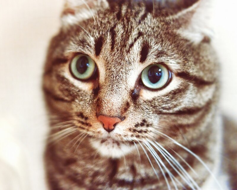 Tabby Cat Face — Brown, Whiskers