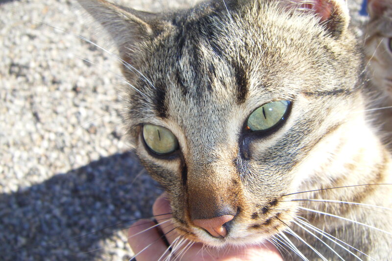 Tabby Cat Face — Gray, Calm, Afternoon