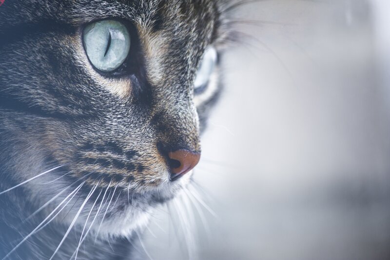 Tabby Cat Face — Gray, Calm, Photograph, Eye
