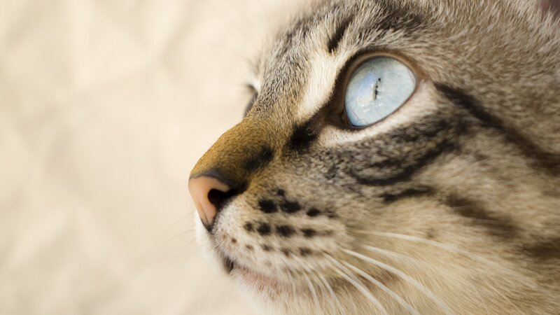 Tabby Cat Face — Gray, Calm, Photograph, Eye, Whiskers