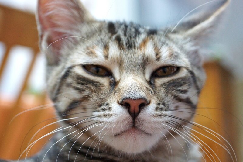 Tabby Cat Face — Gray, Calm, Photograph, Whiskers, Ears