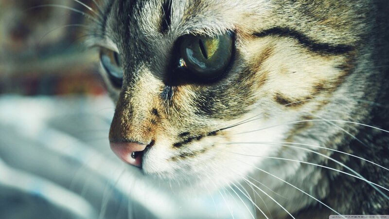 Tabby Cat Face — Gray, Calm, Photograph, Whiskers, Eye