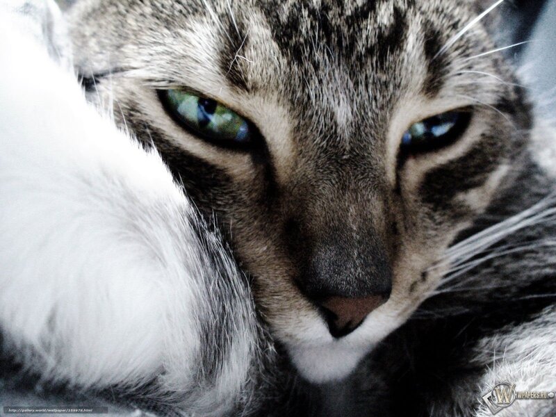 Tabby Cat Face — Gray, Calm, Photograph, Whiskers, Eyes, Fur