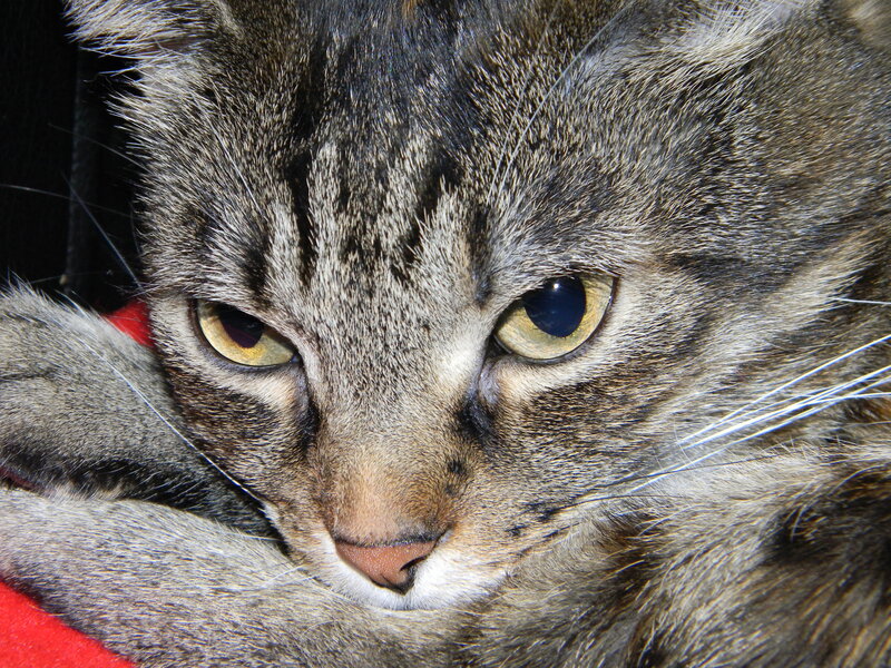 Tabby Cat Face — Gray, Calm, Photograph, Whiskers