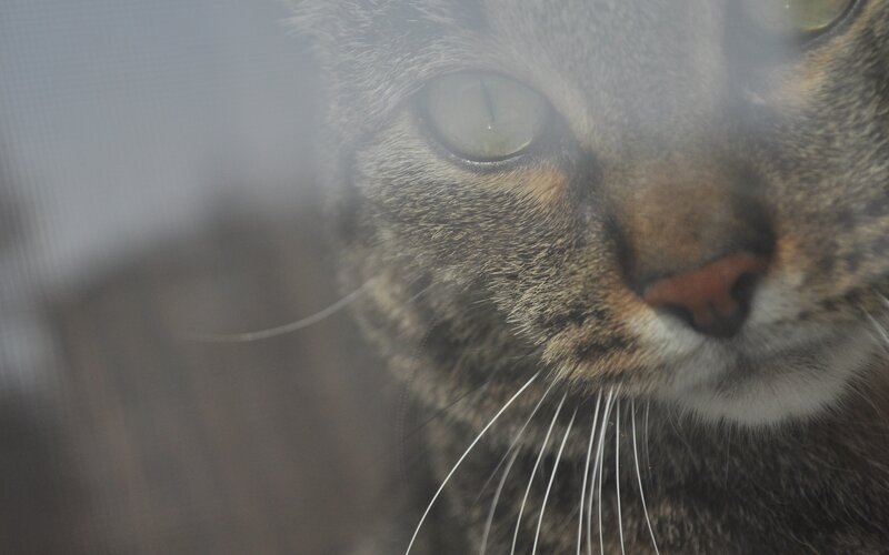 Tabby Cat Face — Gray, Calm, Photograph, Whiskers, Window Screen