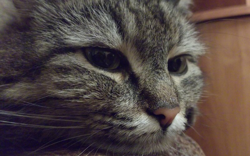 Tabby Cat Face — Gray, Calm, Photograph, Whiskers, Wooden Surface