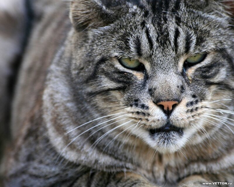 Tabby Cat Face — Gray, Calm