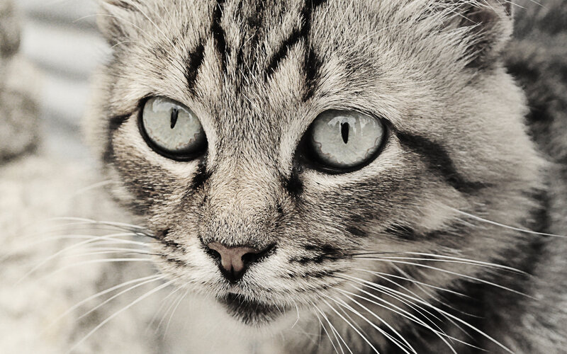Tabby Cat Face — Gray, Intense