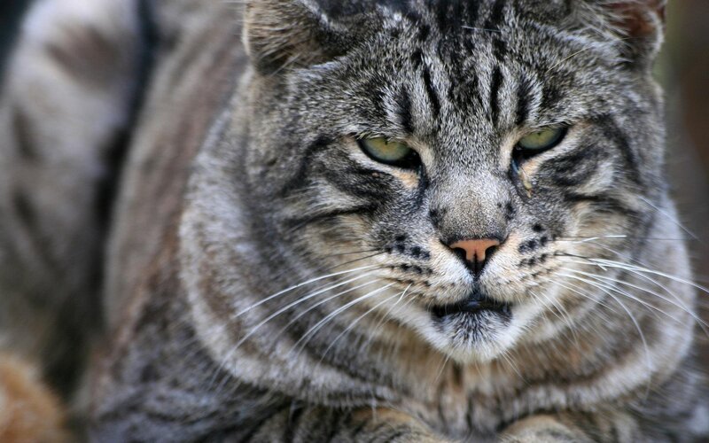 Tabby Cat Face — Gray, Neutral