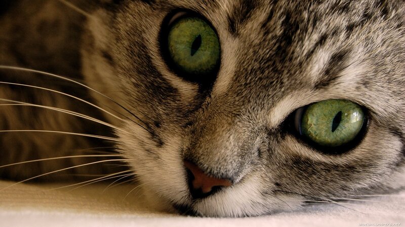 Tabby Cat Face — Green, Calm