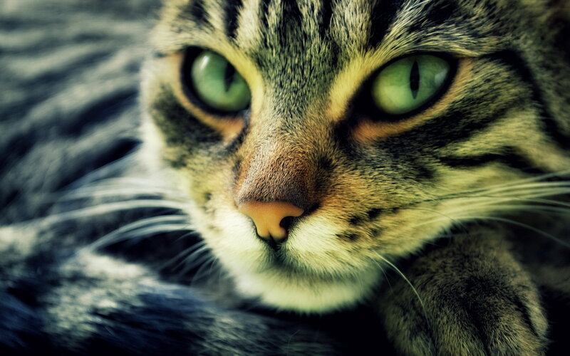 Tabby Cat Face — Green, Intense, Photograph, Eyes