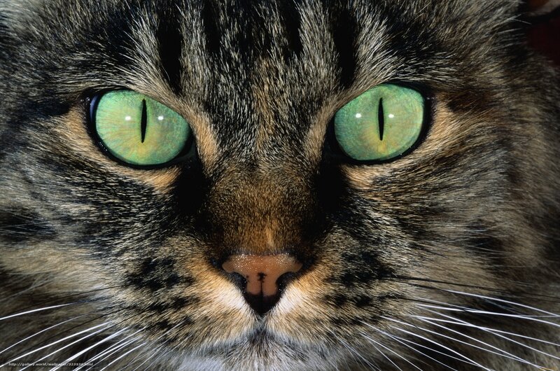 Tabby Cat Face — Green, Intense, Photograph, Eyes, Whiskers, Nose
