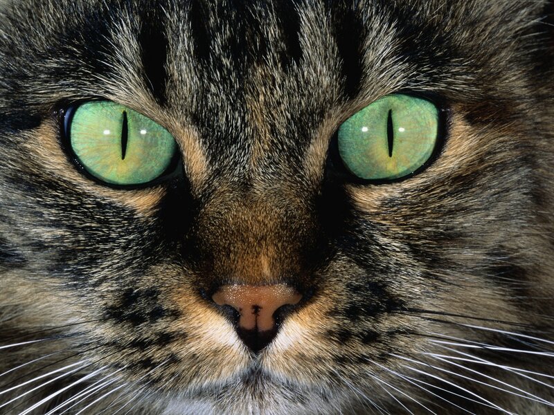 Tabby Cat Face — Green, Intense, Photograph