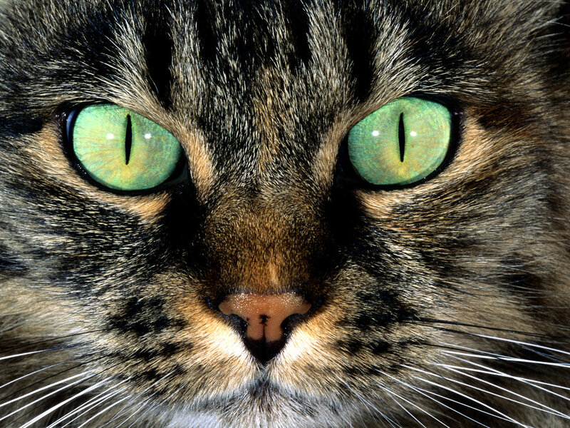 Tabby Cat Face — Green, Intense