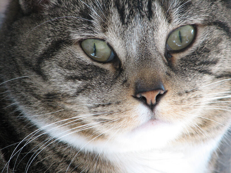 Tabby Cat Face