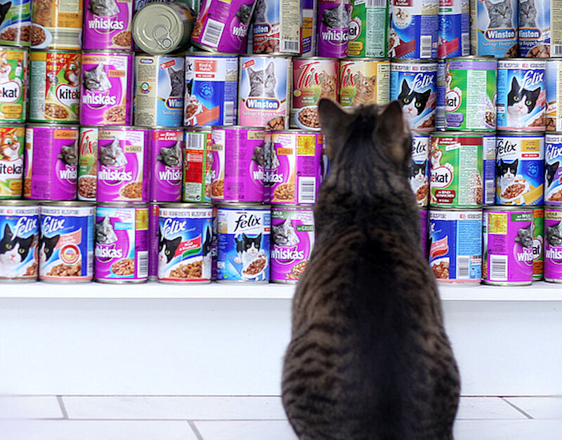 Tabby Cat Facing Cans