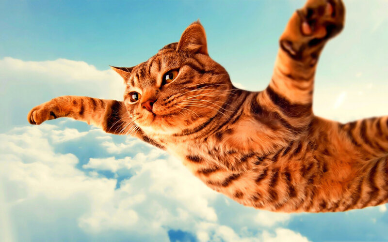 Tabby Cat Flying — Blue