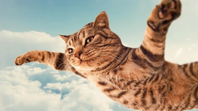 Tabby Cat Flying — Brown