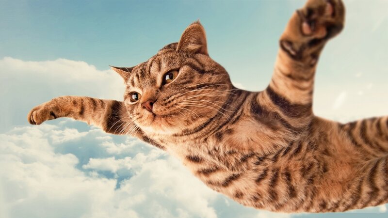 Tabby Cat Flying