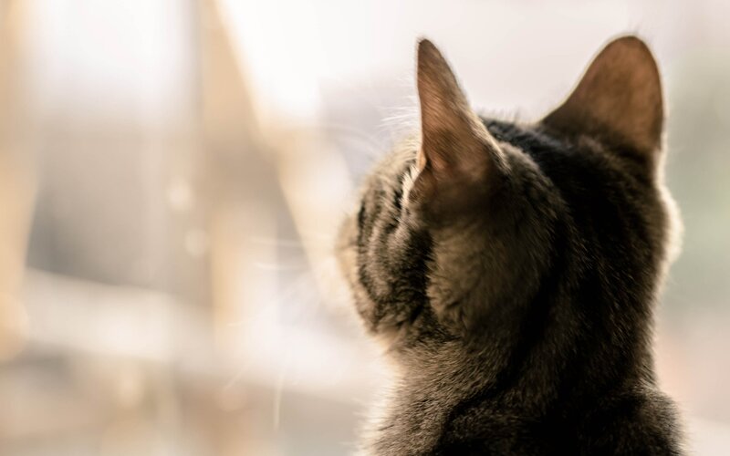 Tabby Cat from Behind