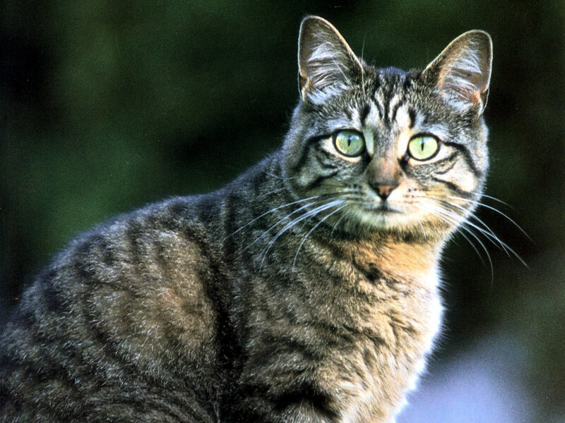 Tabby Cat — Gray, Alert, Photograph