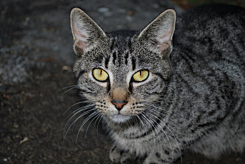 Tabby Cat — Gray, Alert