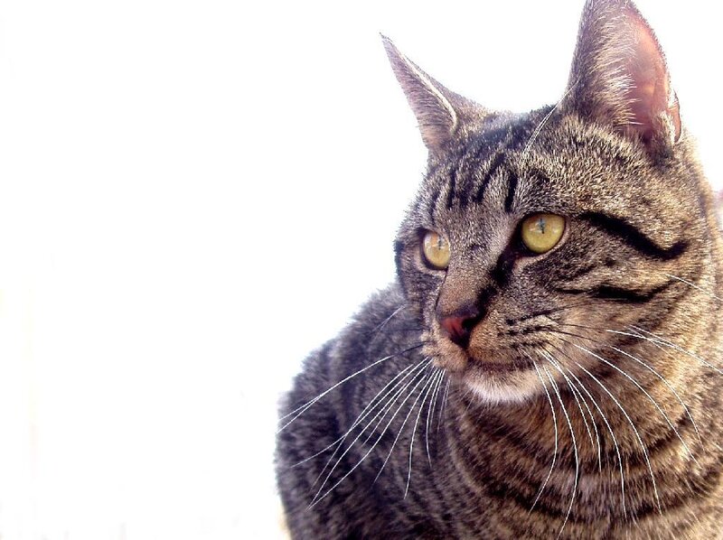 Tabby Cat — Gray