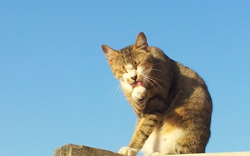 Tabby Cat Grooming — Blue