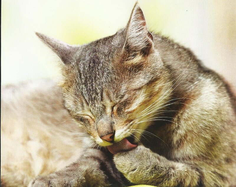 Tabby Cat Grooming — Brown, Calm, Afternoon, Photograph