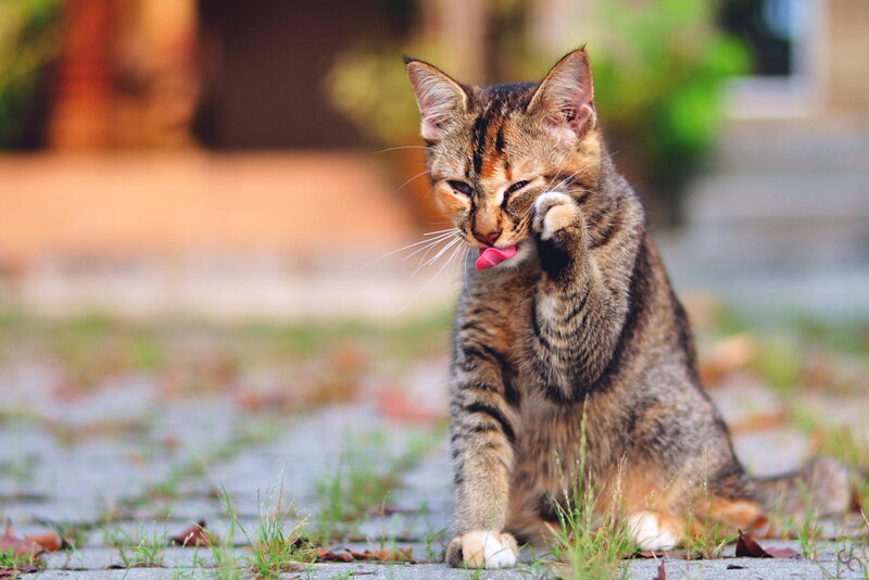 Tabby Cat Grooming — Brown, Calm, Afternoon
