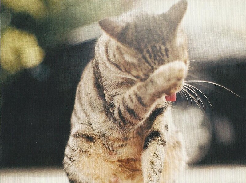 Tabby Cat Grooming — Brown, Calm, Photograph