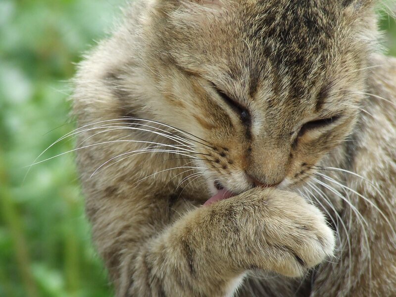 Tabby Cat Grooming — Brown, Calm, Photograph, Whiskers, Paw, Greenery