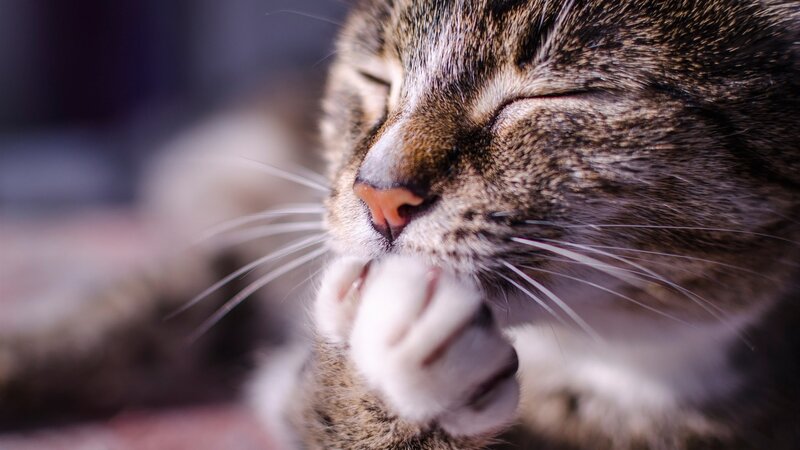Tabby Cat Grooming — Brown, Calm, Photograph, Whiskers, Paw, Nose