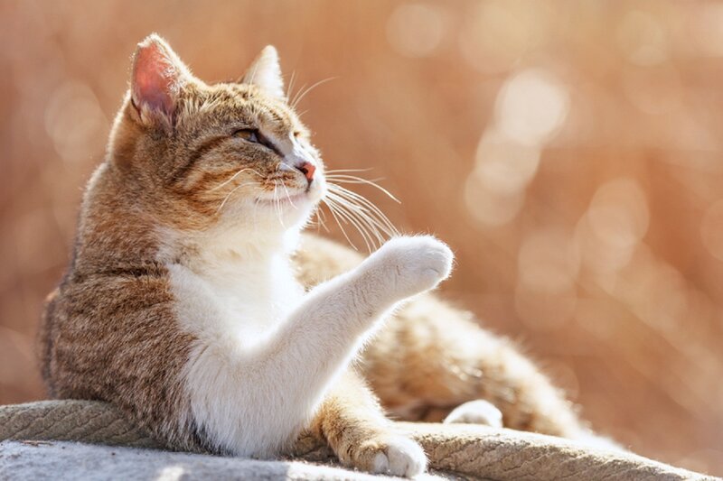 Tabby Cat Grooming — Brown, Calm