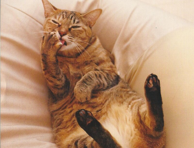 Tabby Cat Grooming — Brown, Relaxed