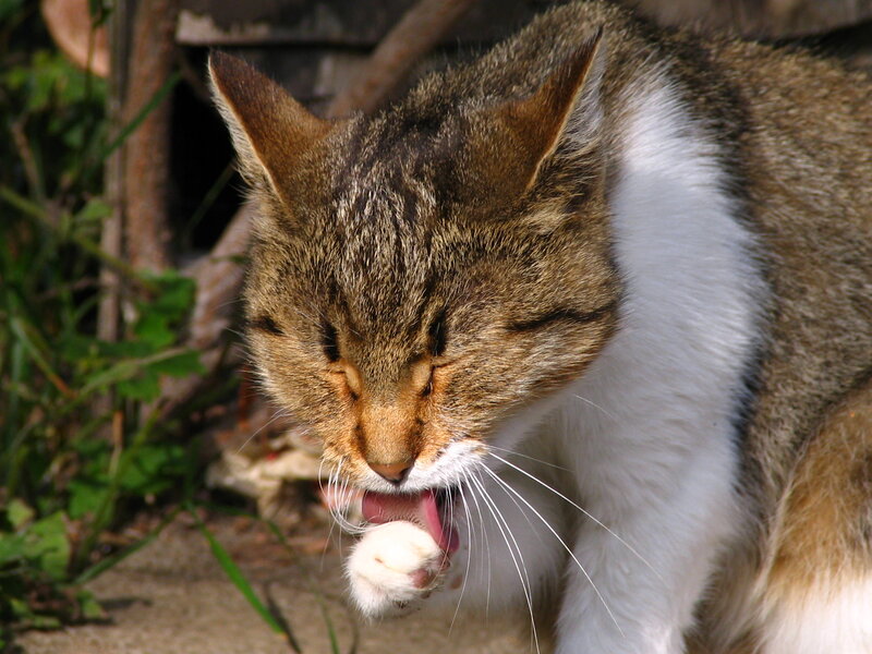 Tabby Cat Grooming — Brown