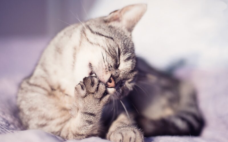 Tabby Cat Grooming — Calm