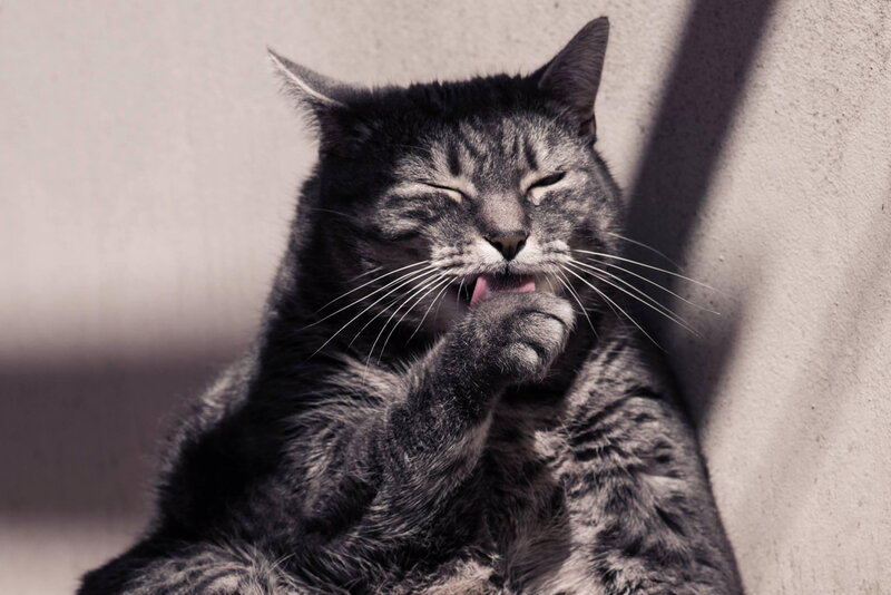 Tabby Cat Grooming — Gray, Calm, Afternoon