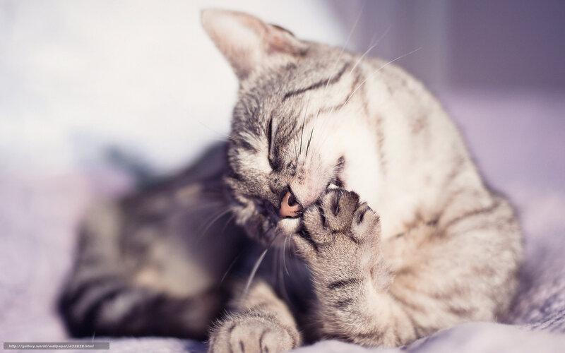 Tabby Cat Grooming — Gray, Calm, Photograph, Paw, Bed