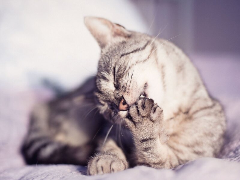 Tabby Cat Grooming — Gray, Calm, Photograph, Paw, Bed, White, Purple