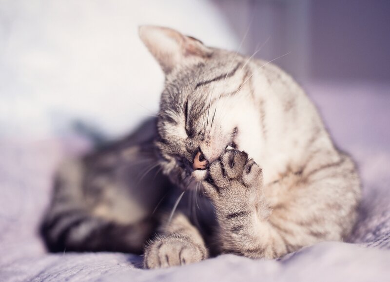 Tabby Cat Grooming — Gray, Calm, Photograph, Paw