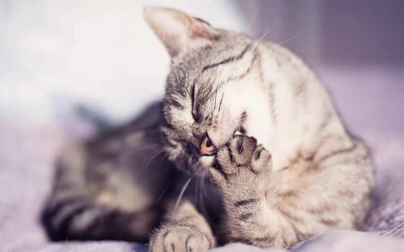 Tabby Cat Grooming — Gray, Calm, Photograph, Paw, Whiskers