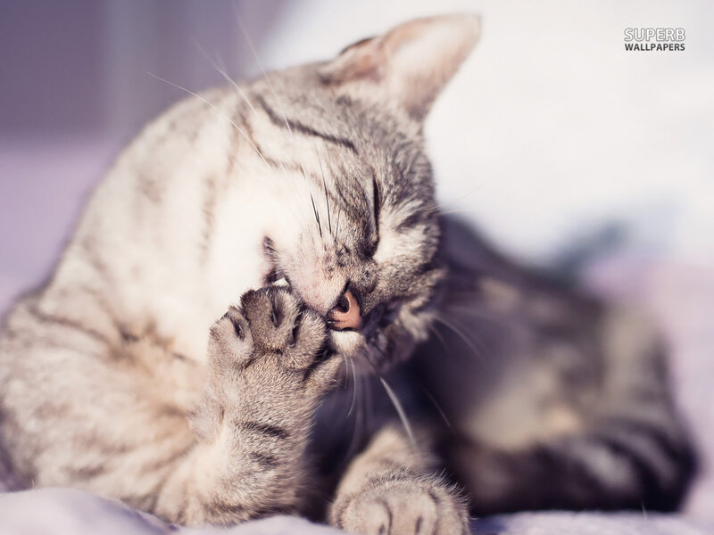 Tabby Cat Grooming — Gray, Calm, Photograph