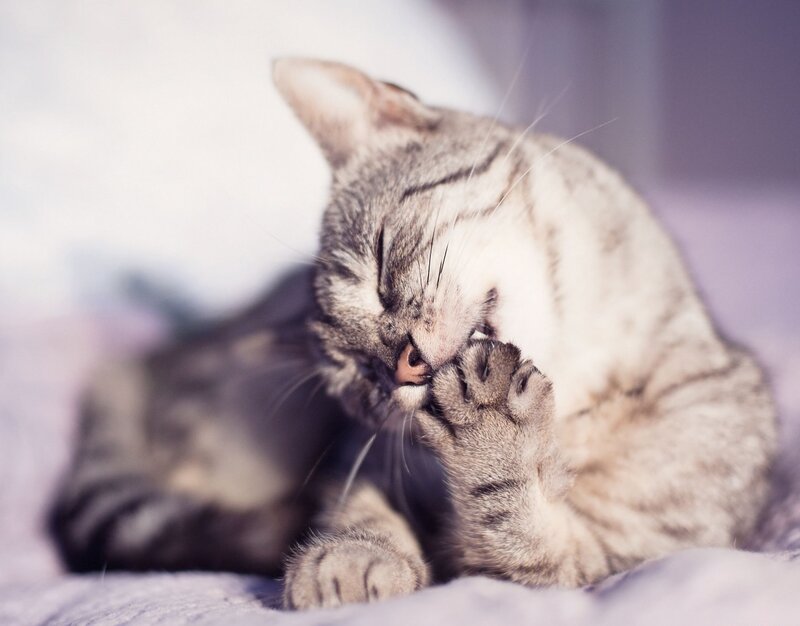 Tabby Cat Grooming — Gray, Calm