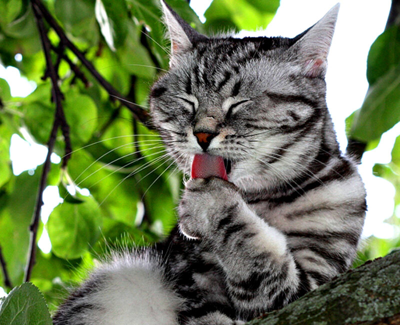 Tabby Cat Grooming — Green