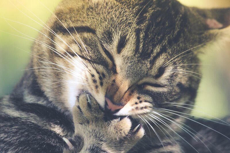 tabby cat grooming itself