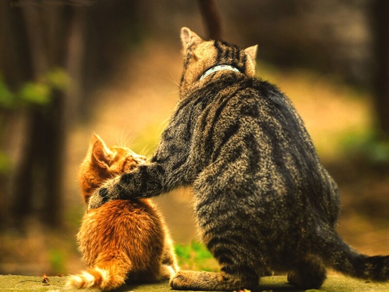 Tabby Cat Grooming Kitten — Brown, Calm