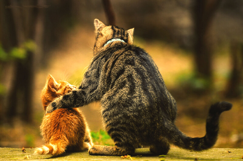 Tabby Cat Grooming Kitten